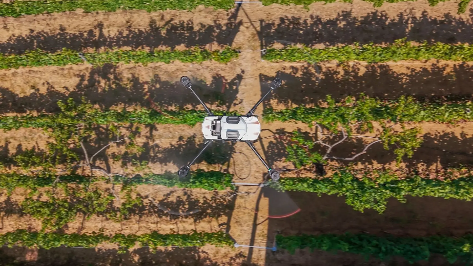 Overhead view of an ABZ L50 drone passing over rows of crop