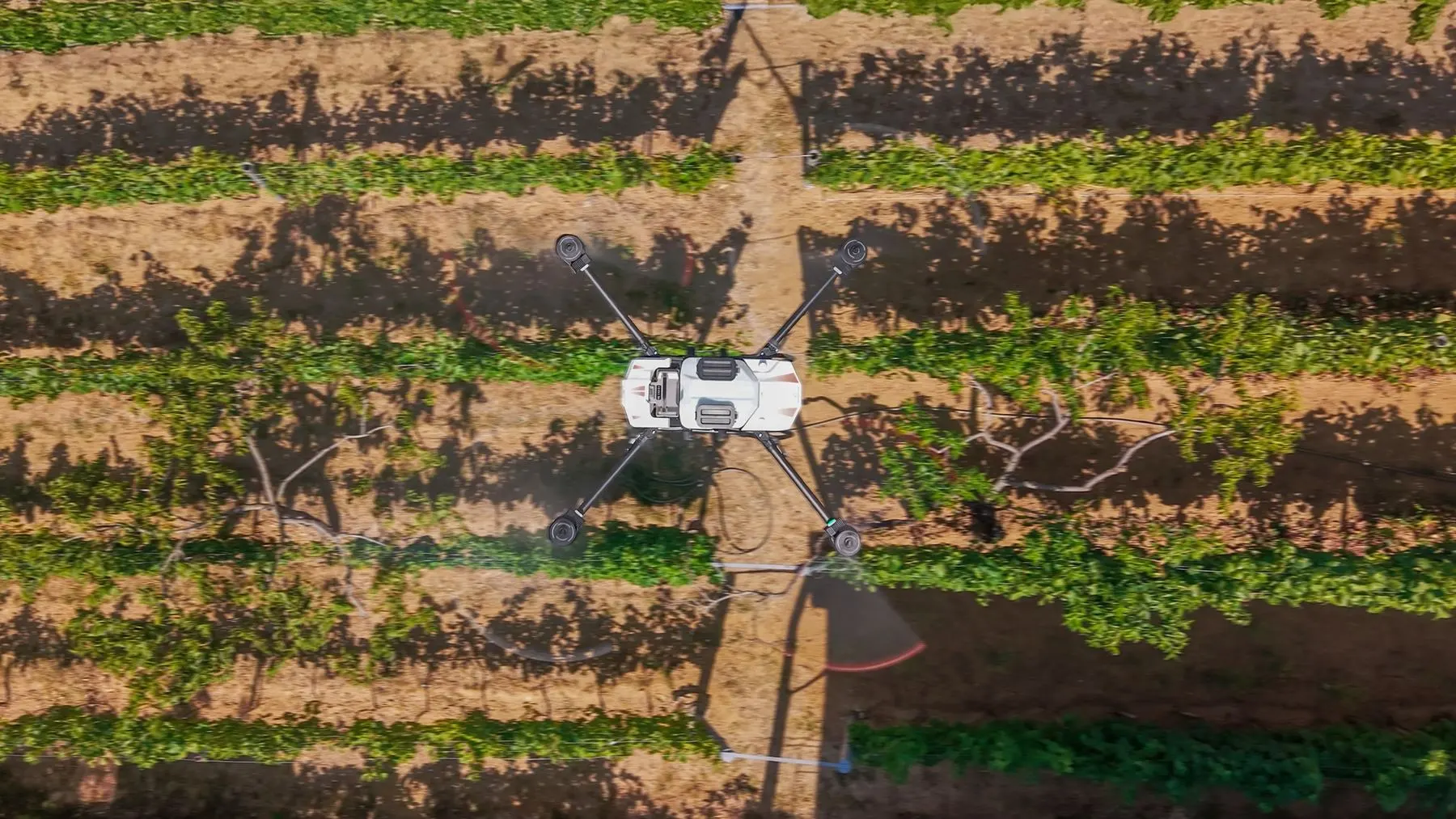 Overhead view of an ABZ L50 drone passing over rows of crop